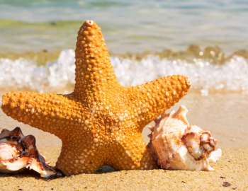 Sea Isle City - Starfish Boats